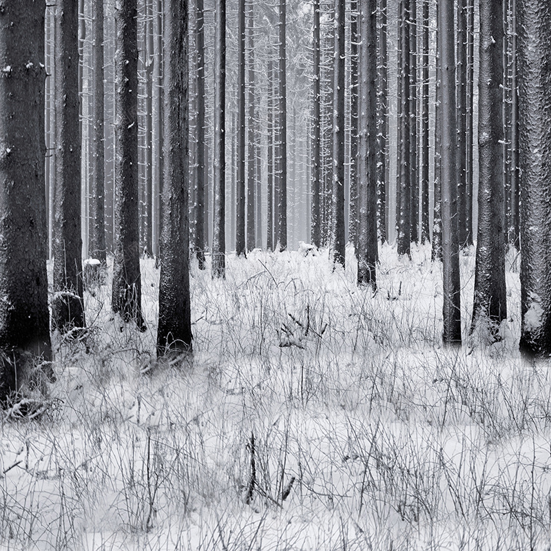 黑白森林背景jpg设计背景_新图网 https://ixintu.com 黑白 森林 清新 自然 摄影 主图 风景