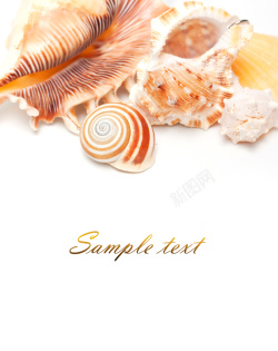 贝壳形状形状各不同的贝壳海螺高清图片