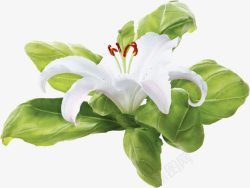 白色水仙花素材