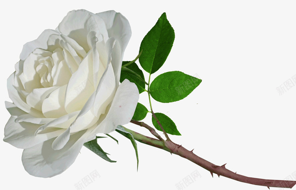 白色玫瑰psd免抠素材_新图网 https://ixintu.com 植物 玫瑰 白色 鲜花
