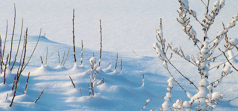 一片白茫茫的雪地图片jpg设计背景_新图网 https://ixintu.com 冬天 霜 雪 植物 白色雪地 树枝 雪景 雪山 海报banner 摄影 风景