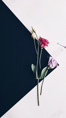 玫瑰花瓣黑白H5背景图背景