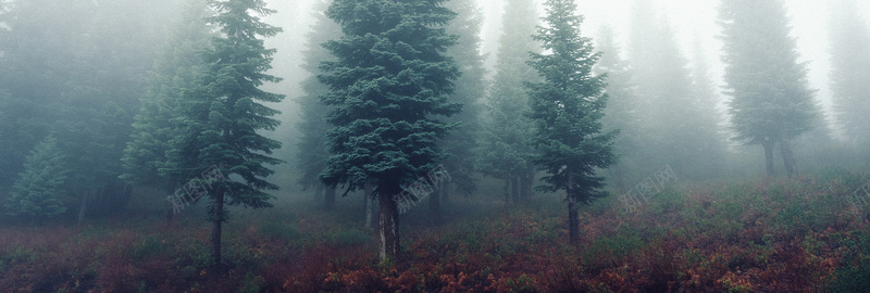 云雾松树丛林背景背景