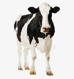 乳牛免扣荷斯坦黑白花牛高清图片