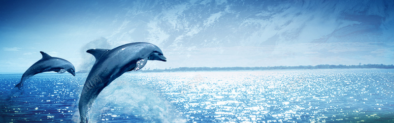 海豚背景jpg设计背景_新图网 https://ixintu.com 蓝色 海豚 banner轮播 海报banner 摄影 横幅banner背景 风景