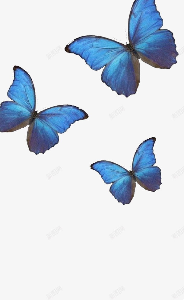 你是我所有的少女情怀和心之所向png免抠素材_新图网 https://ixintu.com PNG 漂浮物 蓝色 蝴蝶
