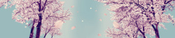 樱花横幅粉红樱花背景高清图片