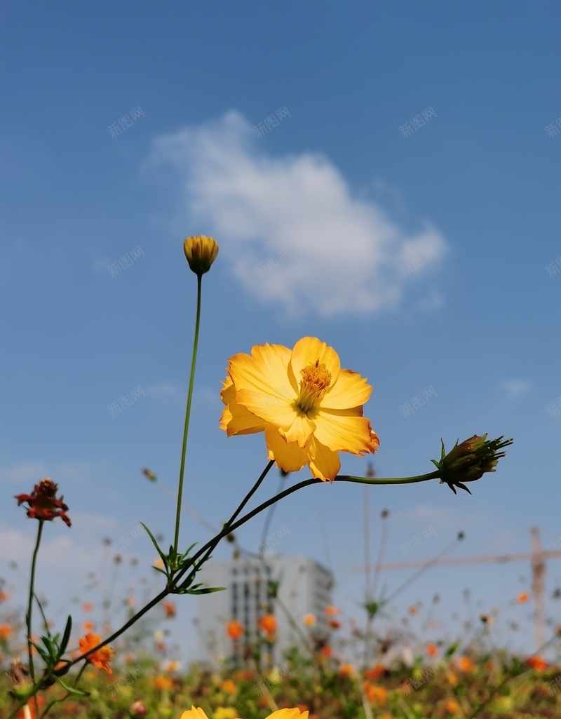 初秋格桑花语4jpg设计背景_新图网 https://ixintu.com 初秋印象 幸福 格桑花 美好时光