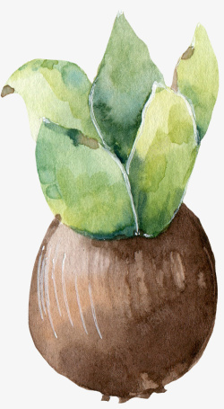 绿植种子手绘的郁金香种球高清图片