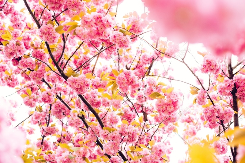 春天花朵自然野外5jpg设计背景_新图网 https://ixintu.com 春天 自然 花朵 野外