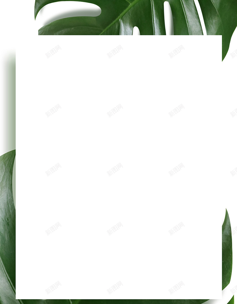 清新绿色初夏花卉绿植海报jpg设计背景_新图网 https://ixintu.com 初夏 夏天 夏季 大叶子 开心 文艺 海报背景 清新 简洁 绿植海报 绿色 花卉 花朵