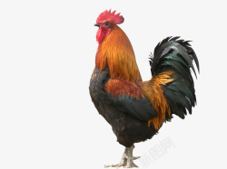 彩色的鸡鸡动物大公鸡家禽高清图片