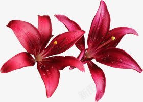 彩绘红色花瓣png免抠素材_新图网 https://ixintu.com 彩绘 红色 花瓣
