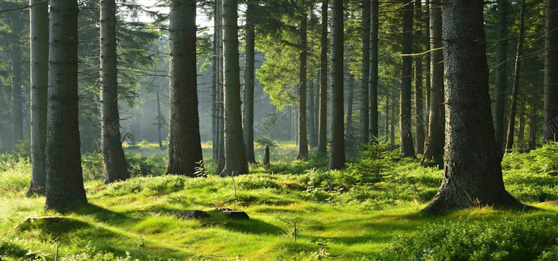 树林风景jpg设计背景_新图网 https://ixintu.com 树林 树干 草地草 植物 自然风光 海报banner 摄影 风景