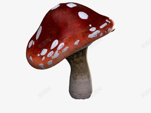 褐色小蘑菇png免抠素材_新图网 https://ixintu.com 产品实物 菌类 蘑菇 褐色