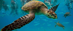 小鱼人水下海龟背景图高清图片