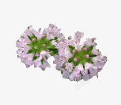 淡紫色植物淡紫色百里香高清图片