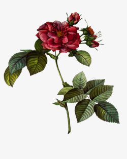 油画质感古典花卉花纹海报2素材