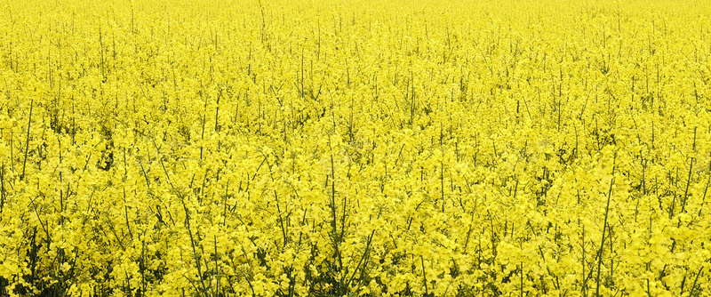 大片油菜花田背景jpg设计背景_新图网 https://ixintu.com 唯美 清新 黄色 油菜花 花田 花海 田地 风景 背景 海报banner 摄影