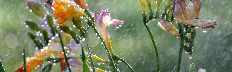 摄影雨滴里的花朵背景jpg_新图网 https://ixintu.com 下雨 夏天 水滴 阳光 雨滴 阵雨 花朵 海报banner 摄影 风景
