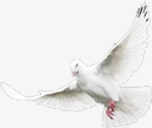 白色手绘飞舞和平鸽png免抠素材_新图网 https://ixintu.com 和平鸽 白色 飞舞