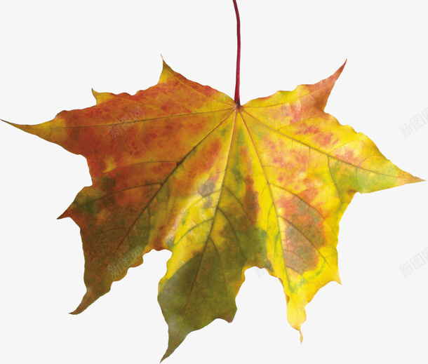 秋天的叶子8png免抠素材_新图网 https://ixintu.com 叶子 季节8 枯叶 树叶