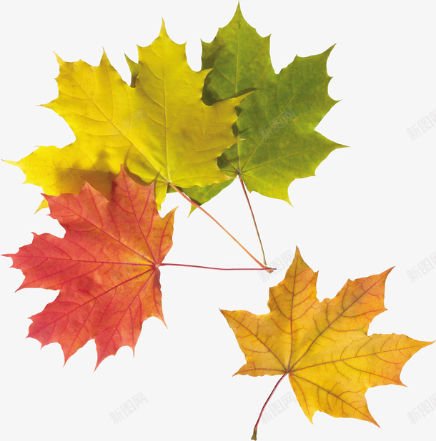 秋天的叶子7png免抠素材_新图网 https://ixintu.com 叶子 季节7 枯叶 树叶