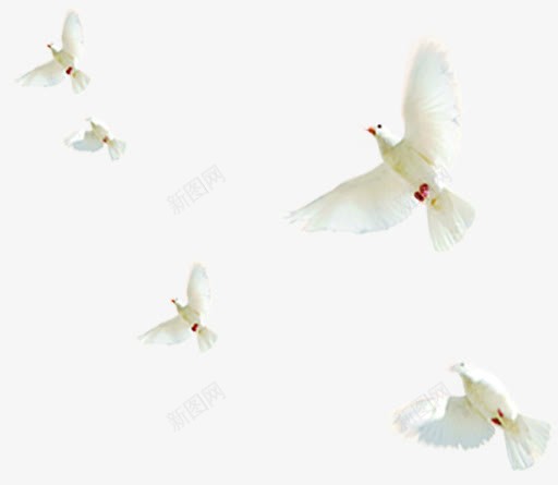白色和平鸽效果png免抠素材_新图网 https://ixintu.com 和平鸽 效果 白色 设计图