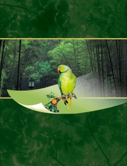鹦鹉高清图片自然生态海报背景高清图片