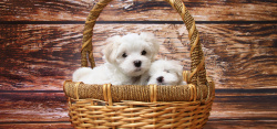 木篮子篮子中的小狗高清图片