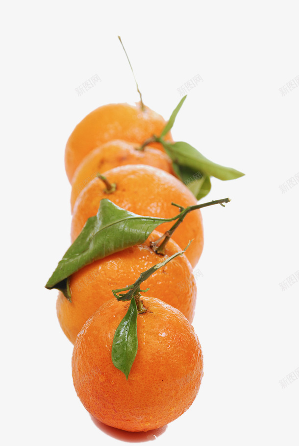 排成一排的桔子png免抠素材_新图网 https://ixintu.com 新鲜 桔子 橘子 水果