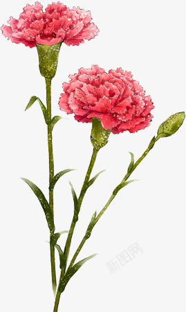 粉色水彩花朵png免抠素材_新图网 https://ixintu.com 两支花 两朵花 手绘花朵 水彩花