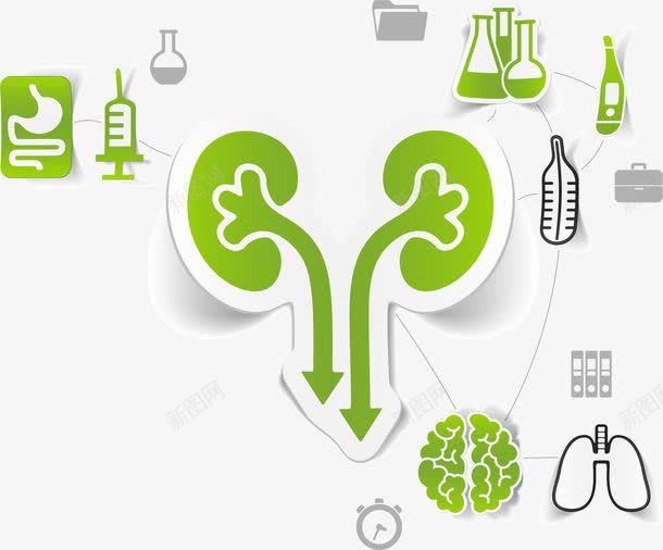 肾png免抠素材_新图网 https://ixintu.com 内脏 肾