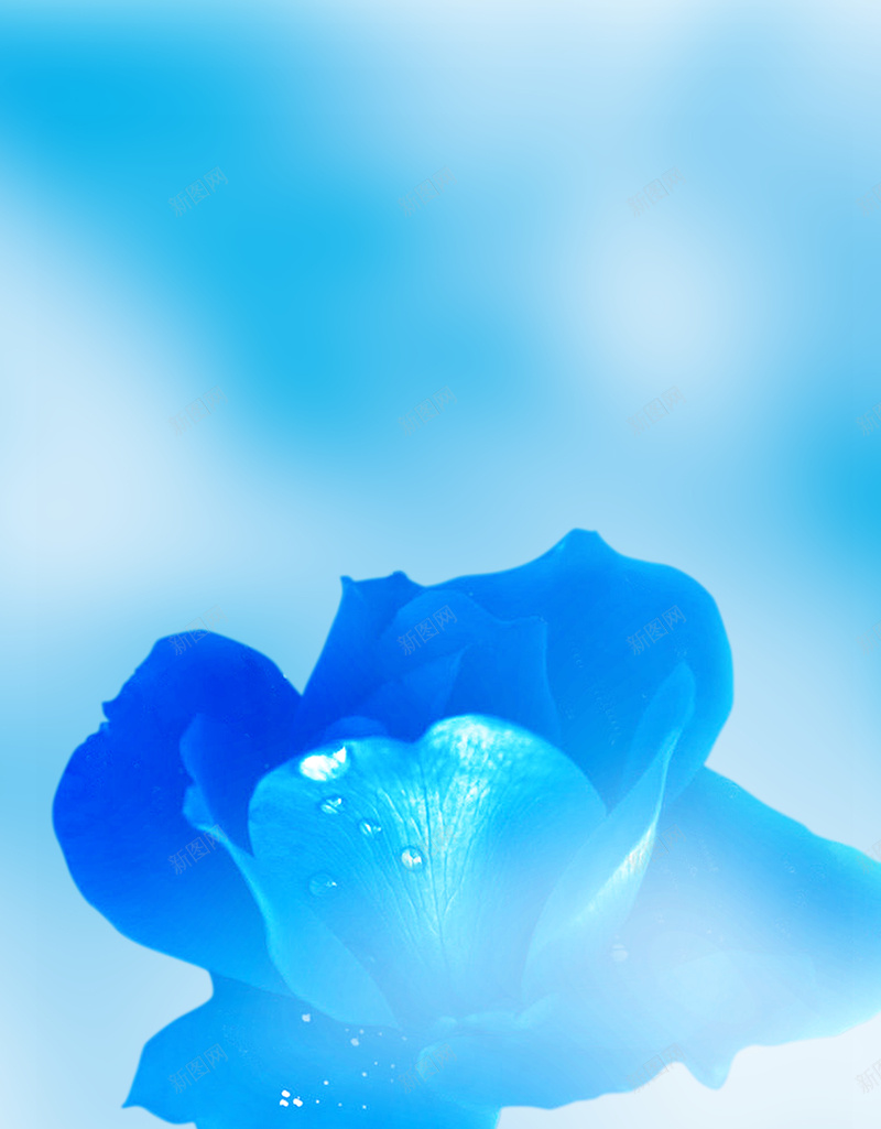 蓝色花朵化妆品海报背景psd设计背景_新图网 https://ixintu.com 化妆品 唯美 大气 海报 背景 花朵 花朵海报 蓝色化妆品 蓝色花朵