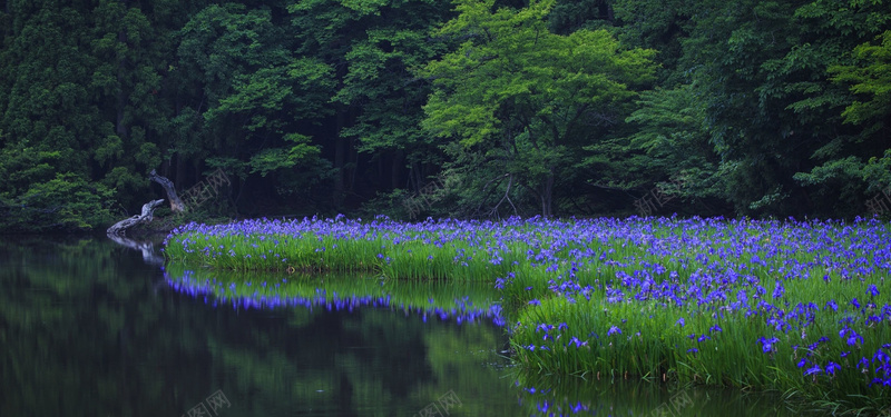 水上兰花淘宝海报背景bannerjpg设计背景_新图网 https://ixintu.com 水 树 兰花 海报banner 摄影 风景