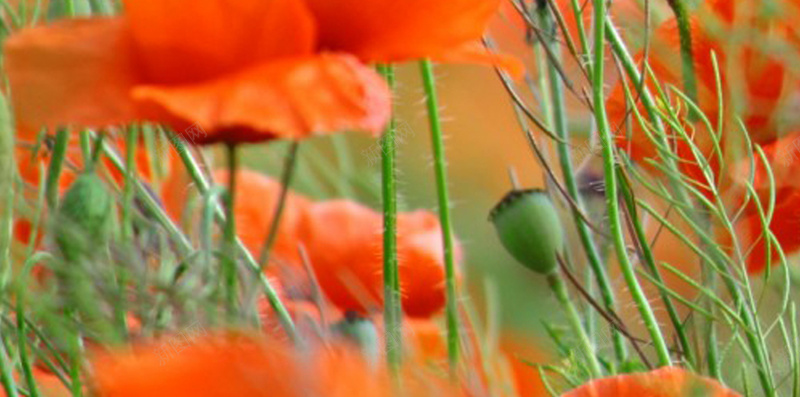 罂粟花唯美H5背景jpg设计背景_新图网 https://ixintu.com 花朵 植物 橙色 微距 摄影 H5 h5 风景