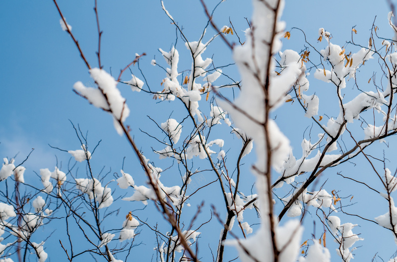 树枝上的积雪堆jpg设计背景_新图网 https://ixintu.com 树 树枝 积雪 冬季