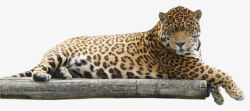 猛兽豹子花豹金钱豹休息的豹子素材