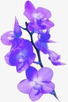 紫色唯美浪漫卡通花朵png免抠素材_新图网 https://ixintu.com 卡通 浪漫 紫色 花朵
