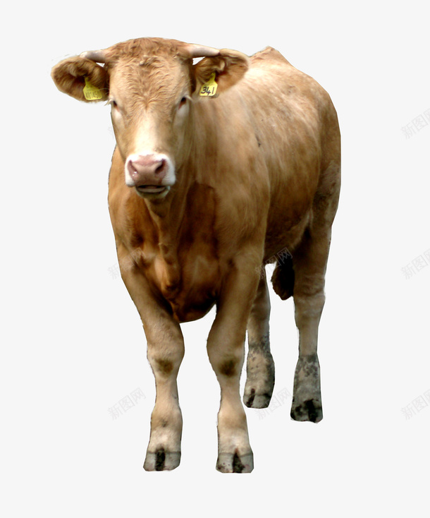 可爱的小奶牛10png免抠素材_新图网 https://ixintu.com 动物 家畜 牛 牛奶10
