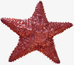 海星真实素材