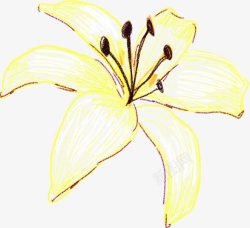 手绘插画黄色花朵素材
