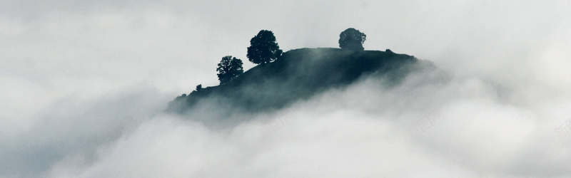 摄影迷雾中的树背景背景