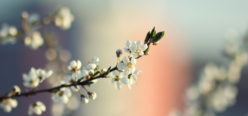 花卉摄影背景jpg设计背景_新图网 https://ixintu.com 花卉 摄影 小花 微距 海报banner 风景