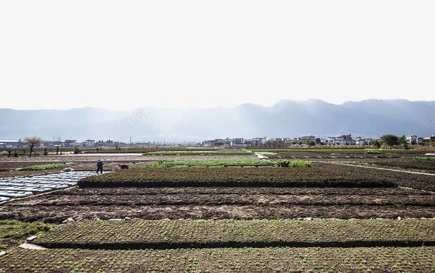 春耕农田png免抠素材_新图网 https://ixintu.com 农田 春种 春耕 春耕节 水田 黄色