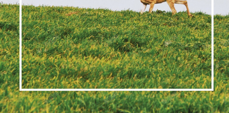 保护动物宣传海报jpg设计背景_新图网 https://ixintu.com 保护动物 宣传 小鹿 杜绝猎杀 没有买卖就没有杀害 海报 温暖 濒危物种 爱护动物 爱护环境