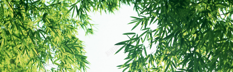 女装海报背景jpg设计背景_新图网 https://ixintu.com 女装 海报 背景 竹子 植物 海报banner 摄影 风景