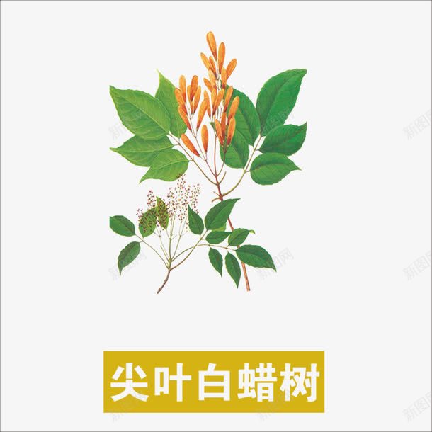 草药png免抠素材_新图网 https://ixintu.com 中药 中药材 尖叶白蜡树