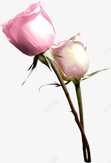 两枝花png免抠素材_新图网 https://ixintu.com 粉色的花 花朵 鲜花
