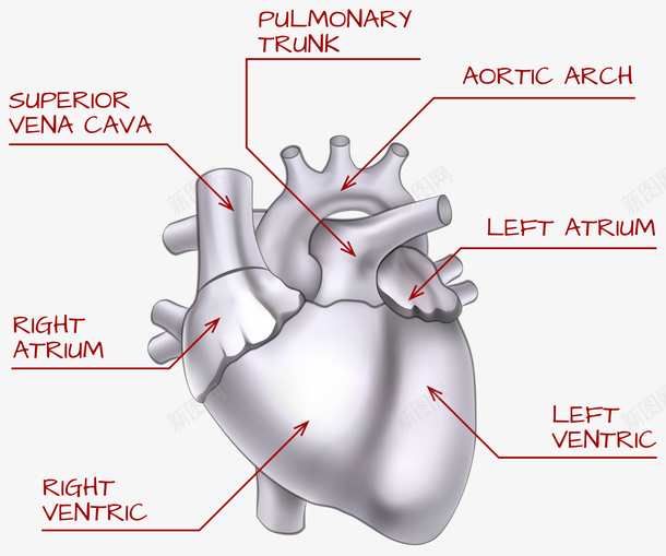 心脏分析矢量图eps免抠素材_新图网 https://ixintu.com 分析 心管 心脏 矢量图